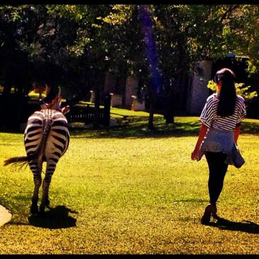 Zebra couture!