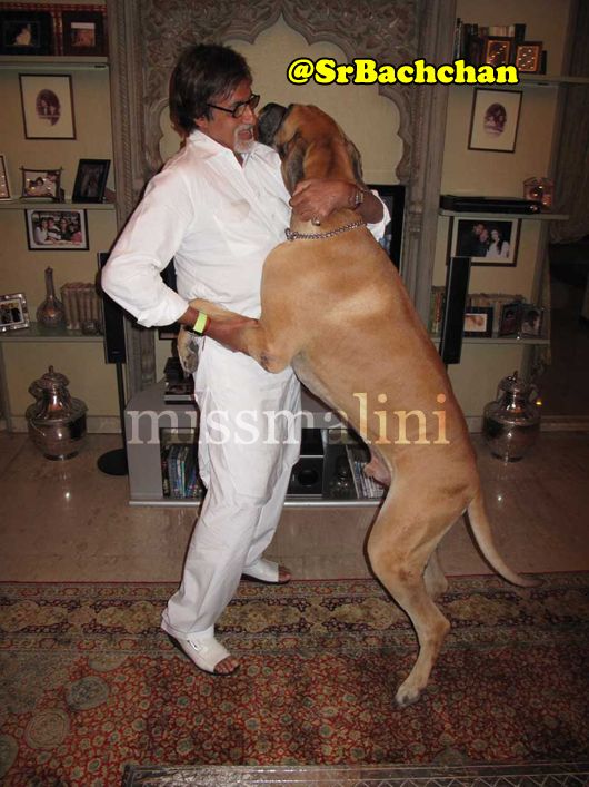 AB with his big baby: Actor Amitabh Bachchan with Shanouk, his Great Dane