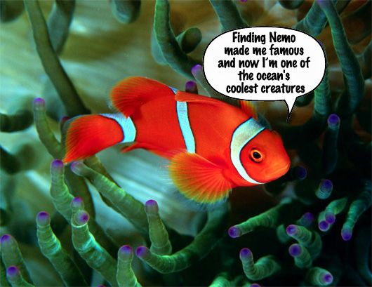 Clownfish