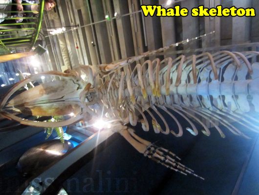 whale skeleton