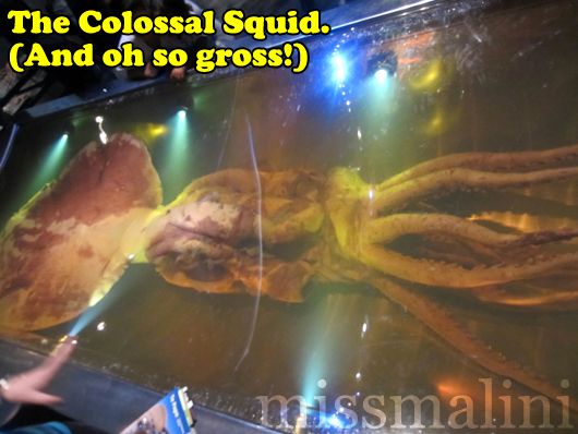 giant squid