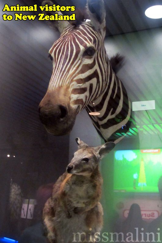 Zebras were brought to NZ