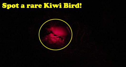 I saw a Kiwi!