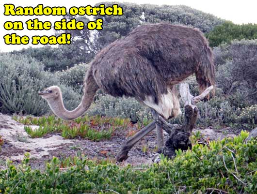 random ostrich