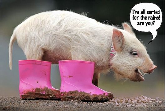 Pig in GumBoots