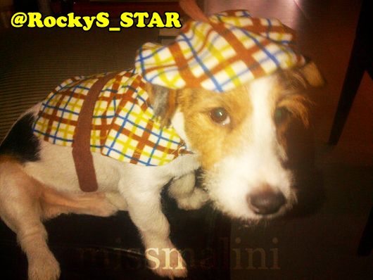 Rocky's pet doggy, Smokey