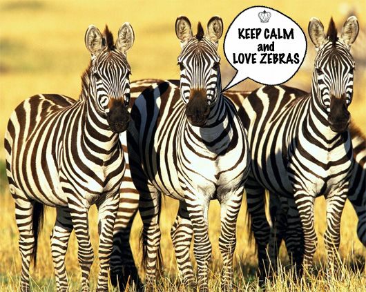 Zebra