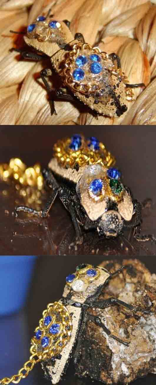Other insect brooches