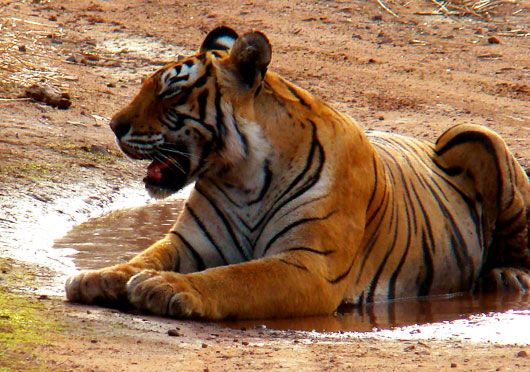 Save The Tiger, From Your Desk Right Now! | MissMalini