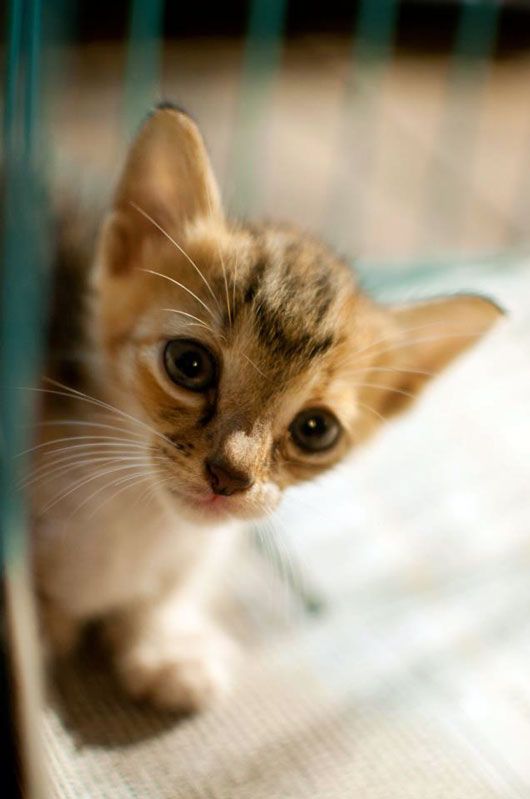 Kitten (photo courtesy | Anita Shyam)
