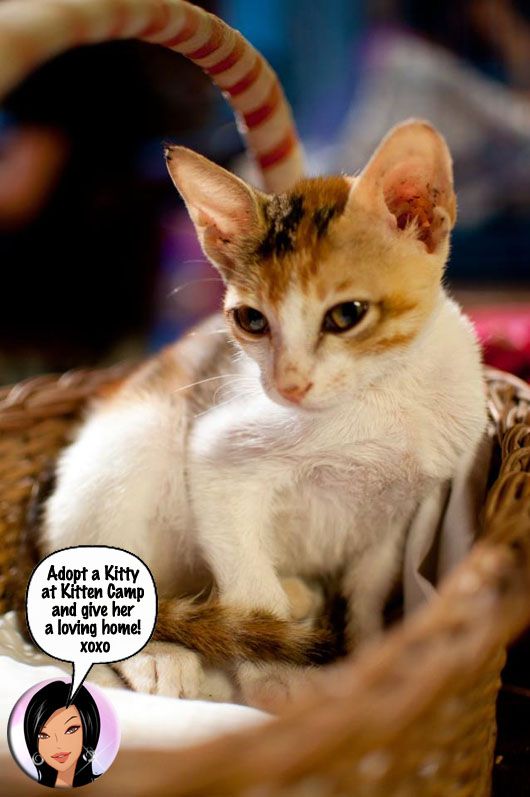 Kitten camp (photo courtesy | Anita Shyam)