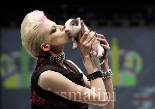 A model kisses a piglet on the ramp at Toronto Fashion Week, yesterday