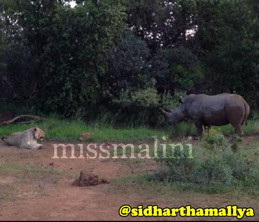 A lioness and a rhino, shot by Siddhartha Mallya on his iPhone