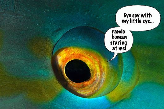 fish eye