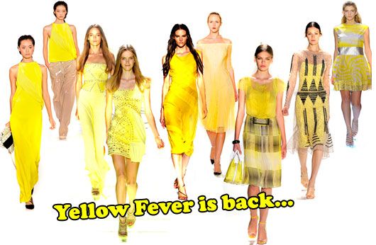 yellow-fever-is-back