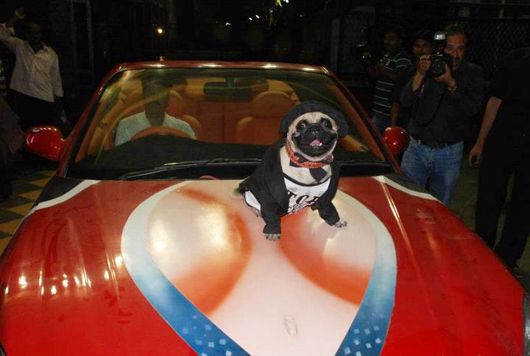 Fuckruddin, the pug dog from the film