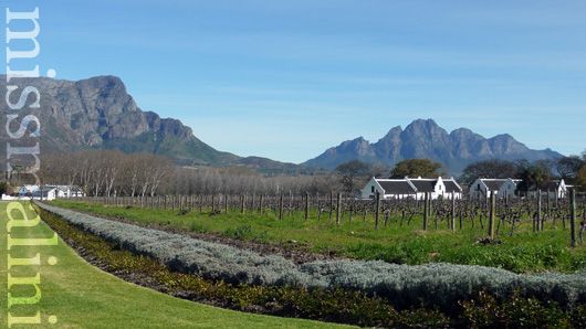 Vineyard in Franschhoek