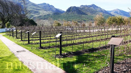 Vines at La Motte Wine Estate