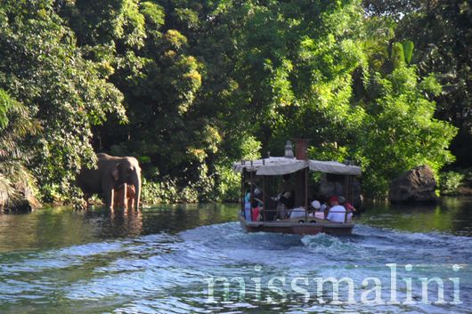 Elephants may spray you with water on the adventure river cruise