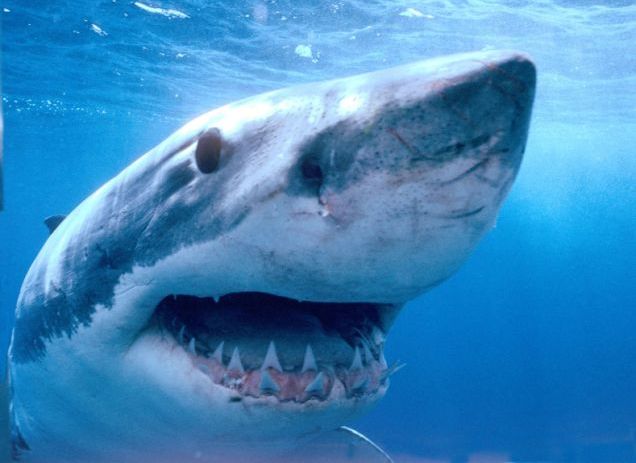 Trend Alert: Givenchy Shark Print…