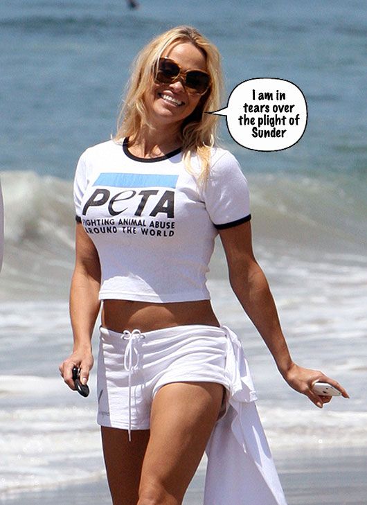 Pamela Anderson (photo courtesy | wetpaint.com)
