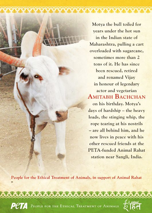 Vijay the bull was gifted to Amitabh Bachchan