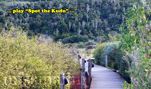Spot the Kudu on the way to your room