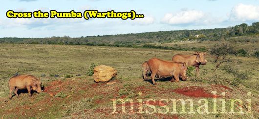 Pumbas (Warthogs) at Pumba