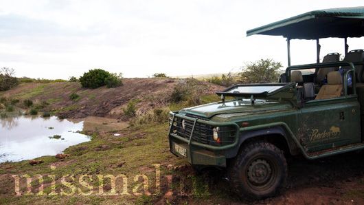 Jeep at the watering hole