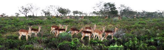 Antelope at Pumba