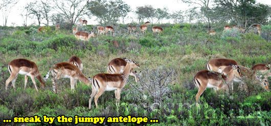 Antelope at Pumba