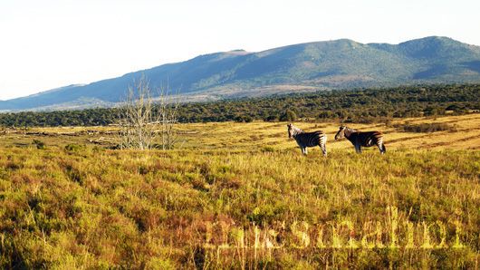 Zebras at Pumba