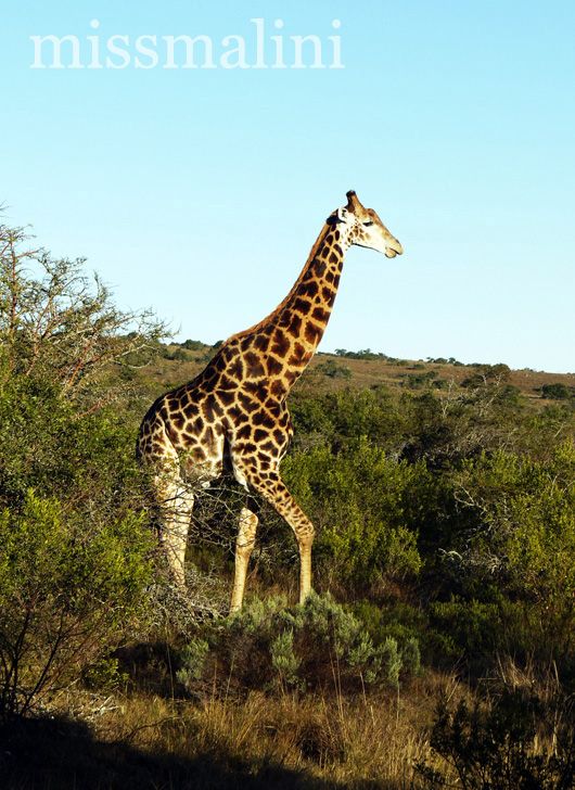 Giraffe at Pumba