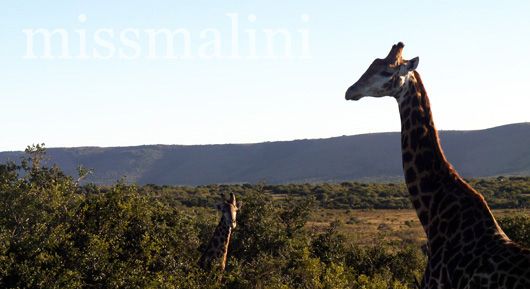 Giraffes at Pumba