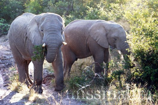 Elephants at Pumba