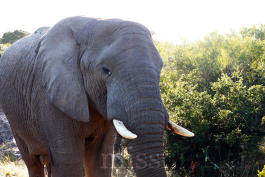 Elephant at Pumba