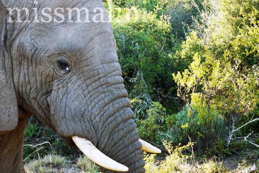 Elephant at Pumba Private Private Game Reserve & Reserve