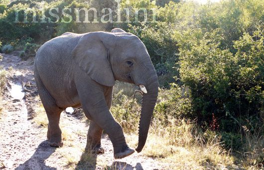 Elephant at Pumba