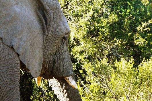 Elephants at Pumba