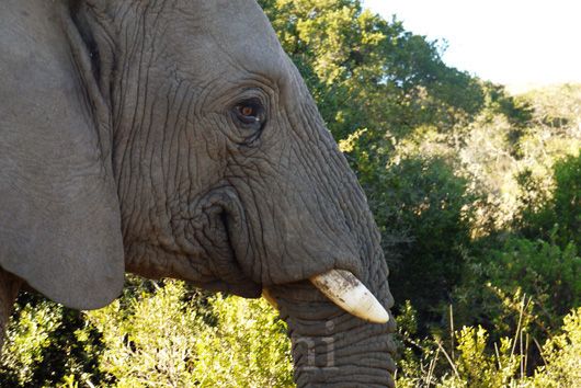 Elephant at Pumba