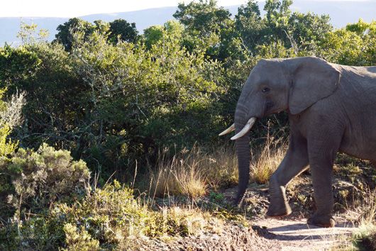 Elephant at Pumba