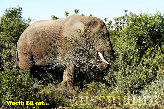 Elephant at Pumba