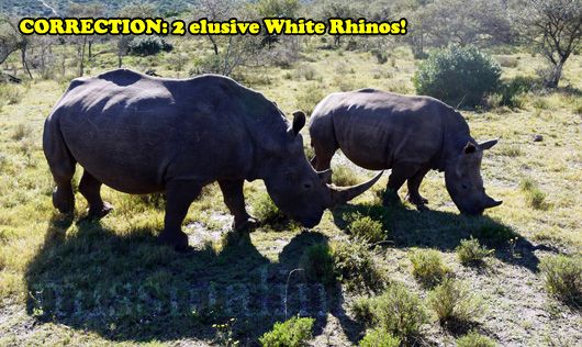 White Rhinoceroses at Pumba