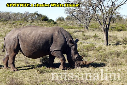 White Rhinoceros at Pumba