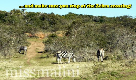Zebras at Pumba