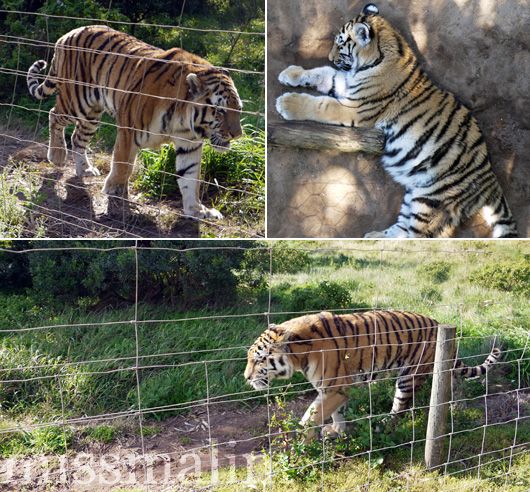 Tigers at Seaview Lion Park