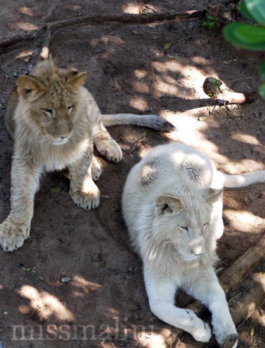 Lion cubs at Seaview Lion Park