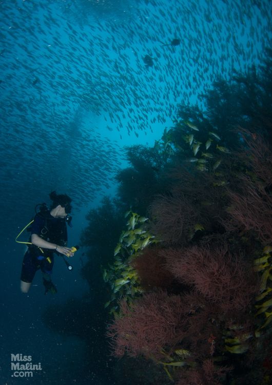 This has to be my most favourite picture of the entire trip. I was surrounded by schools of fish everywhere and then seconds later some Batfish decided to join in the fun.