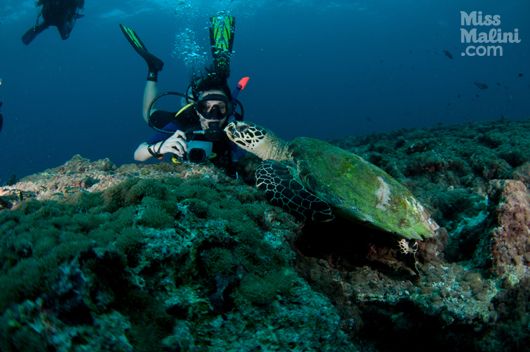 Desi Girl Traveler: Ramona Arena Goes Scuba Diving in the Maldives