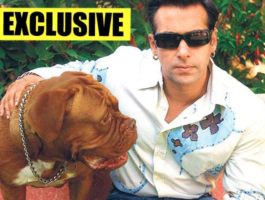 Salman Khan’s Farmhouse to Double as an Animal Shelter